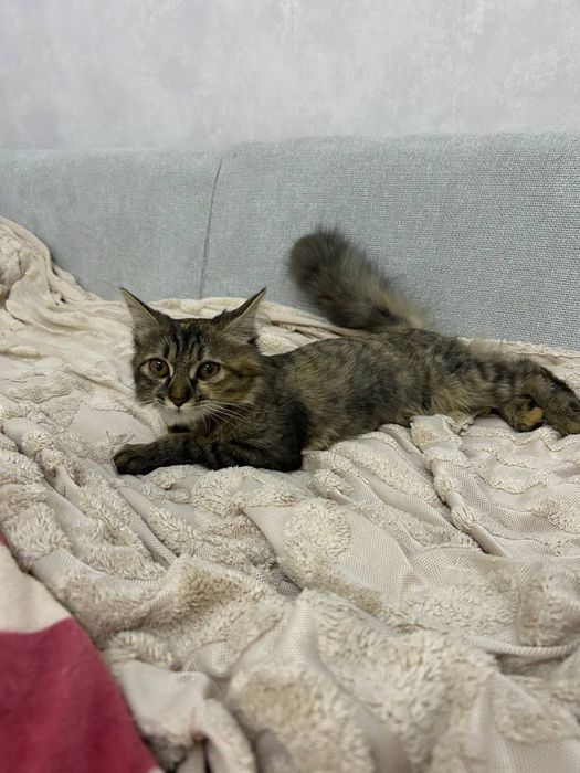 Отдам котенка в добрые руки