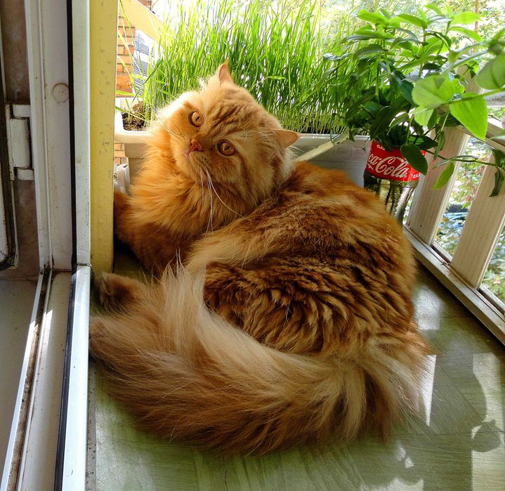 ВЯЗКА: кот Скоттиш Хайленд Страйт.