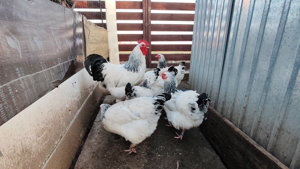 Ouă pt incubat Sussex HD