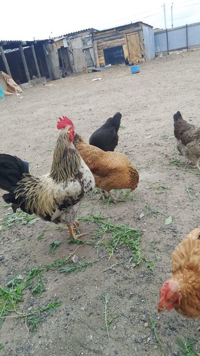 Продам курей домашних