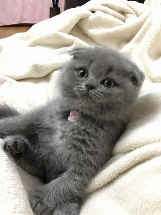 Шатланские котята. ГОРОД АСТАНА