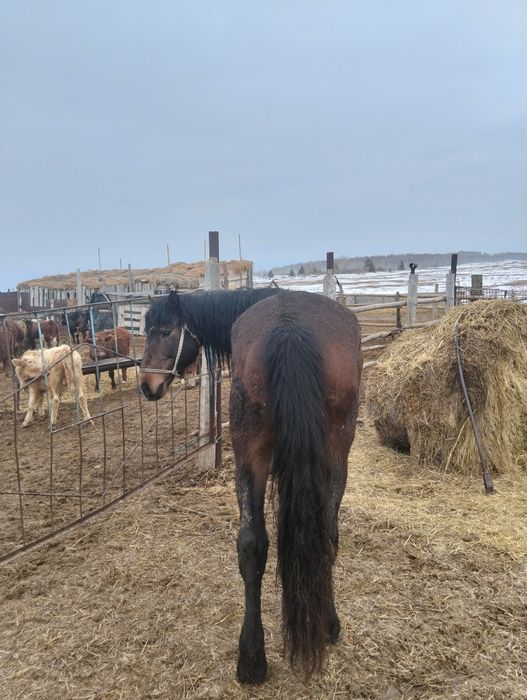Продается жеребецов...