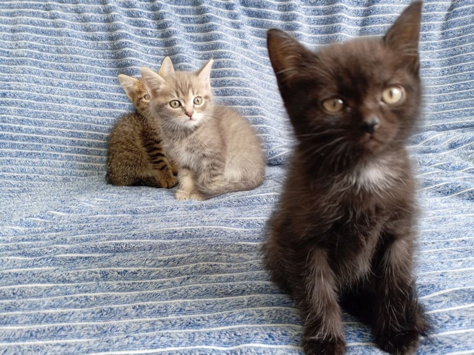 бесплатно котята