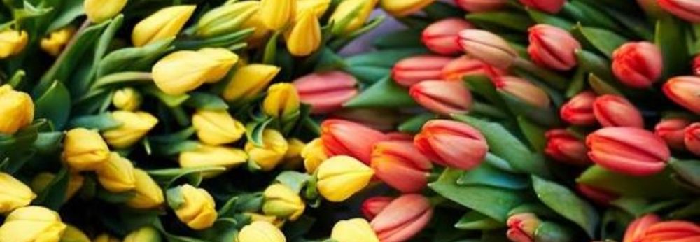 Продаю цветы не дорого