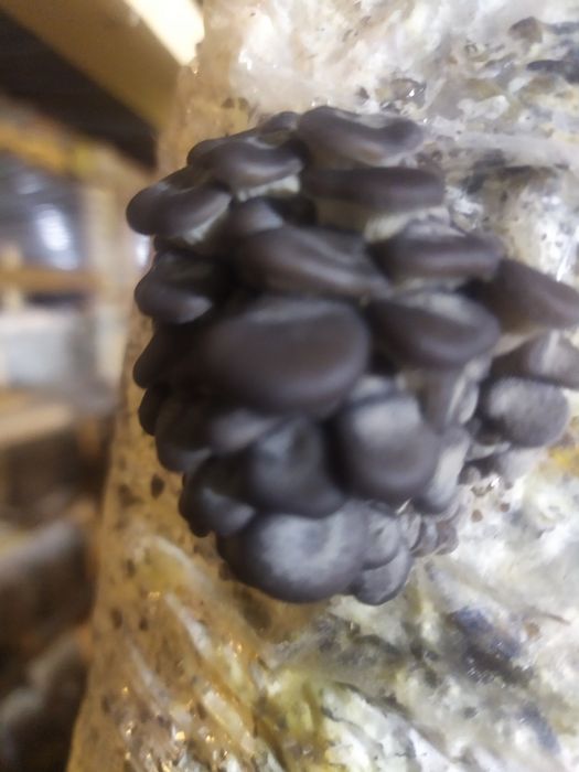 Вешинка Кузикорин уруги семена Ка 17 штп