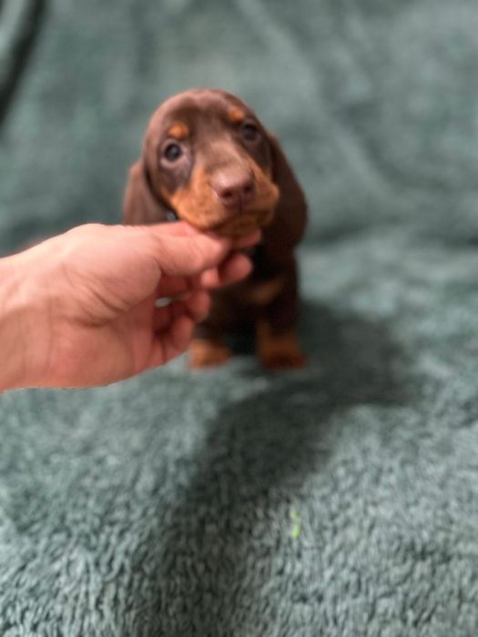 Femela teckel cu Pedigree FCI