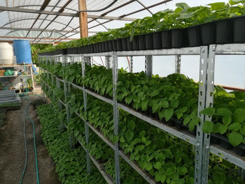 Butasi paulownia shantong