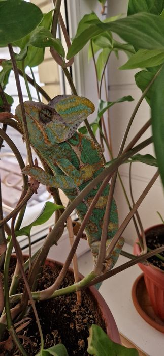 Йеменский хамелеон
