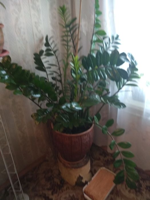 Комнатные цветы., Очень красивые, разные...