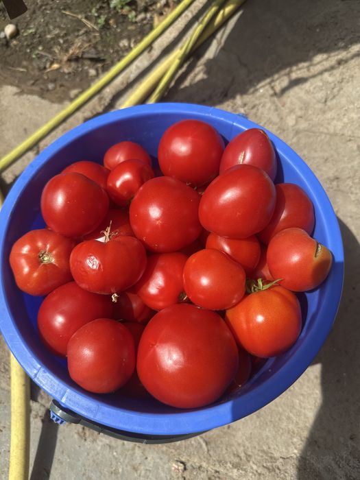 Vand Rosii Bio Seră