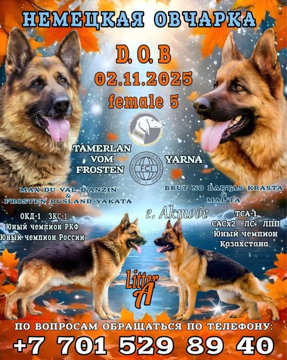 Щенки немецкой овчарки