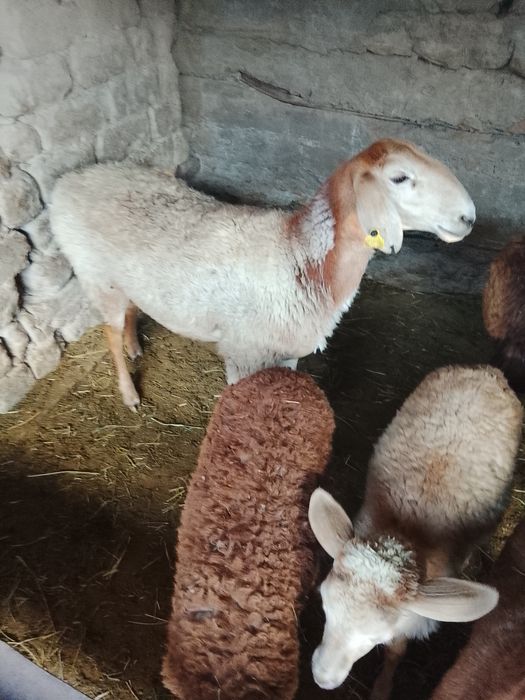 Продам баранов .