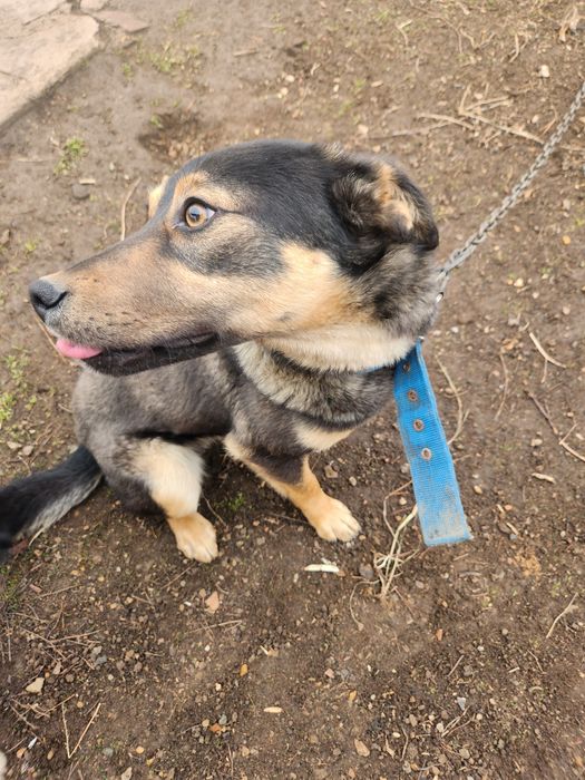 Отдам в добрые руки