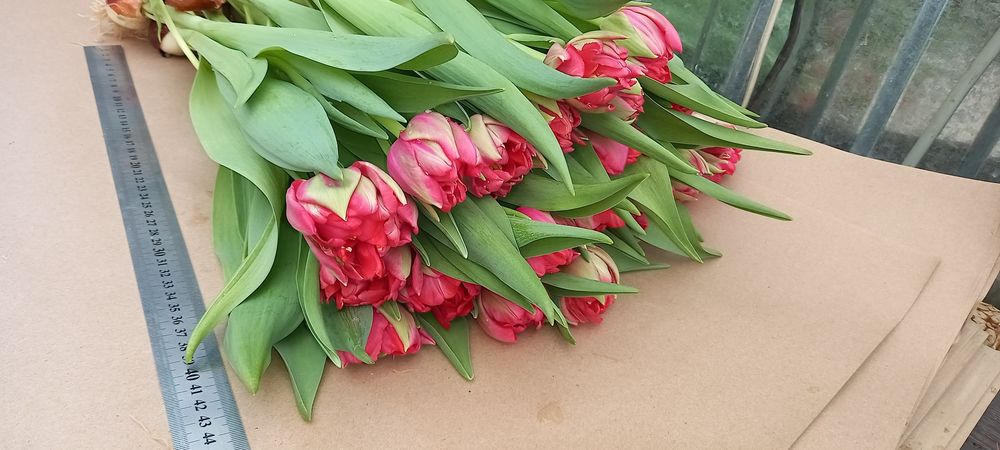 Тюльпаны на Восточке !!!