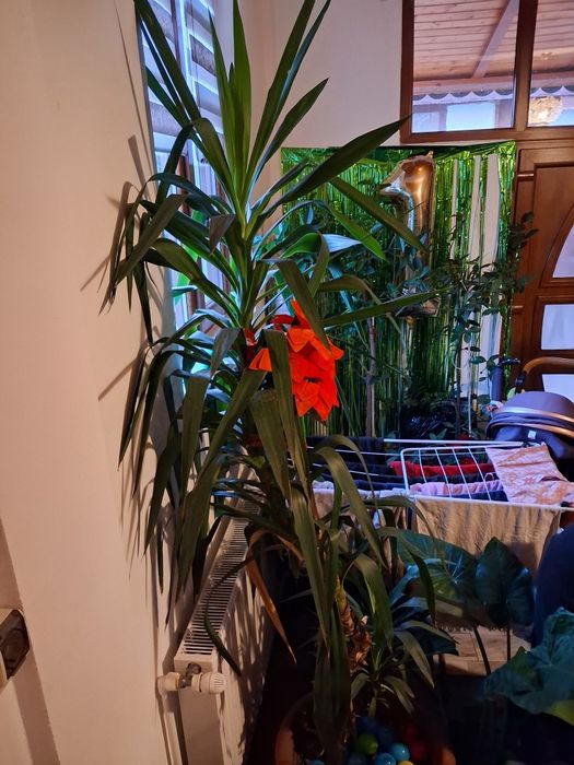 Yuca palmier si 2 pui