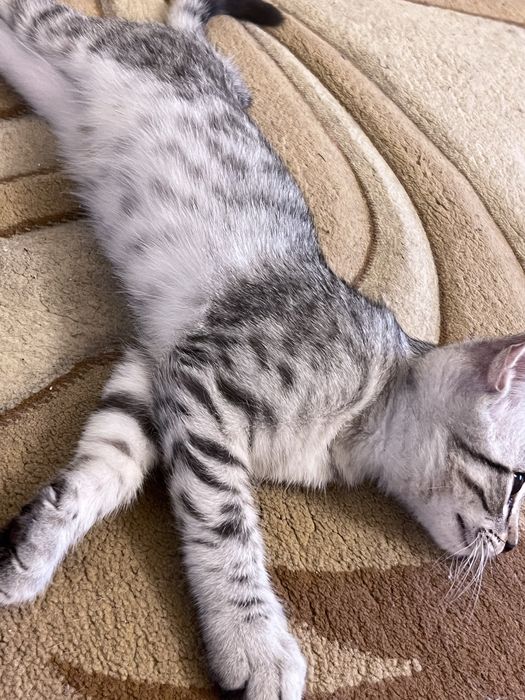 Продается котёнок (домашний короткошёрстный, серебристый табби)