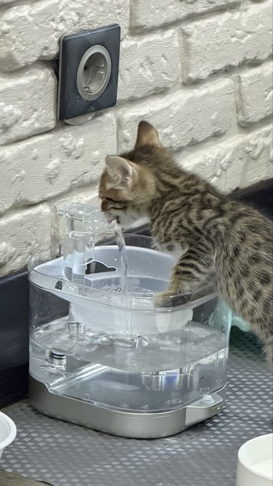Бенгальские кошки ,Котята.