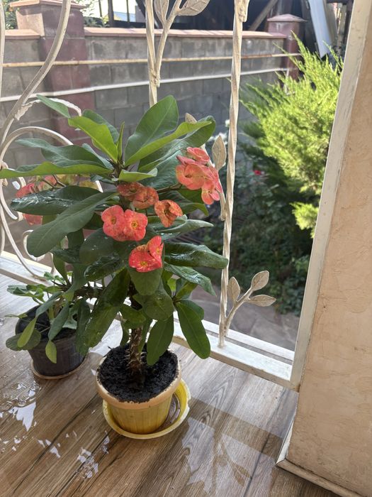 Цветы комнатные разные