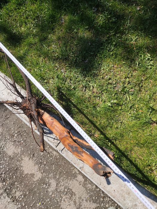 Коряга - декор в аквариум