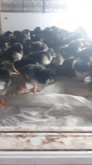 Qora Shaxzoda jojalari