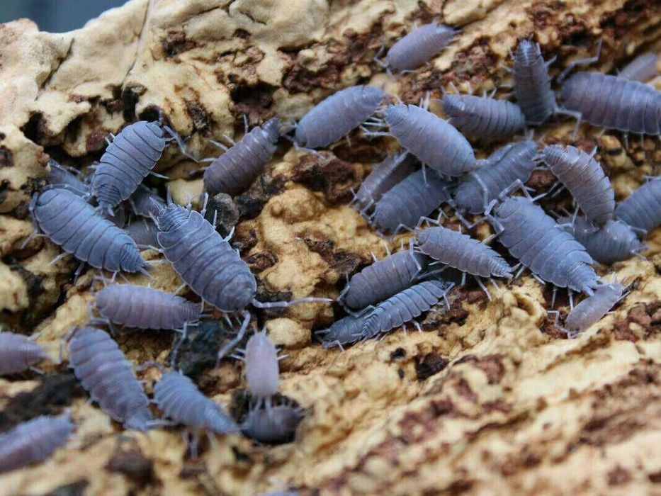 Нелетящи плодови мушици, дрозофили (Drosophila melanogaster 'Wingless' и Drosophila hydei), хлебарки дубия, брашнени червеи, изоподи/мокрици, пръчици