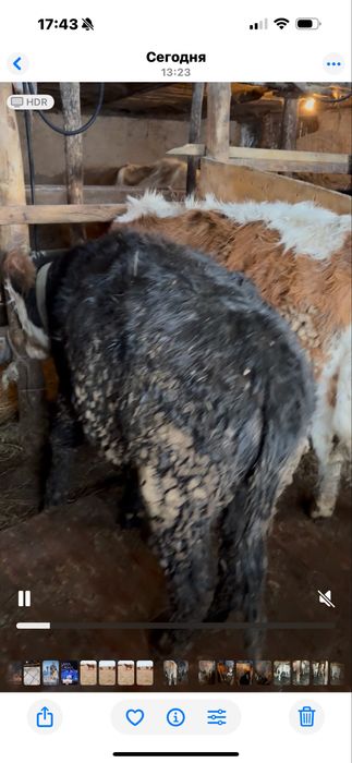 Бучок.                                                           Бычок