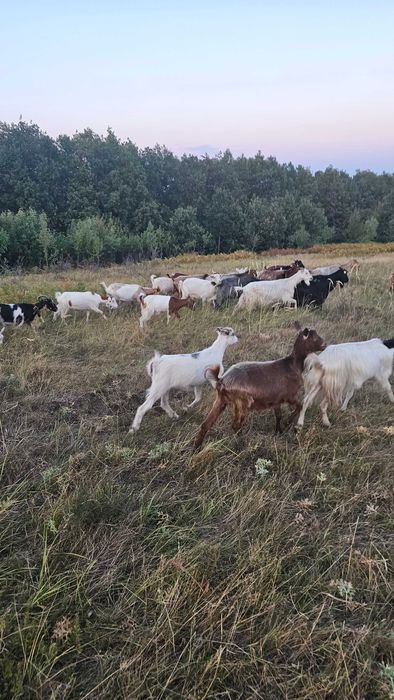 Capre de lapte carpatine românești