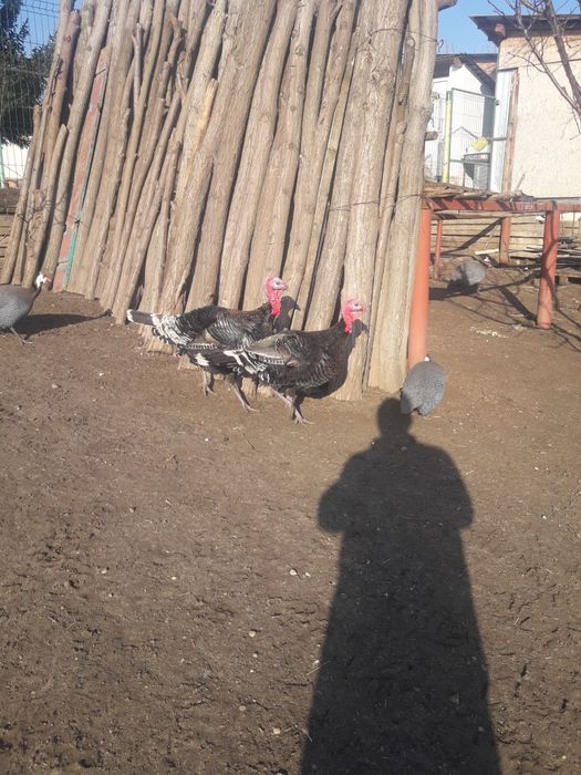 Vând curci și bibilici