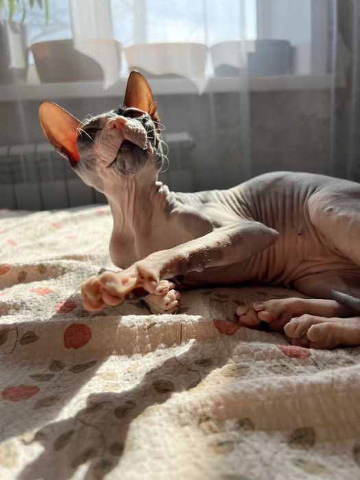 Бронь котят сфинкса