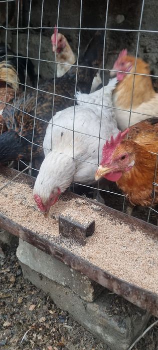 Товук хурозлар сотилади