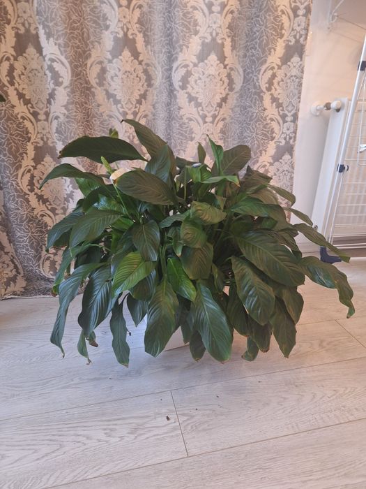 Crin al Păcii superb!