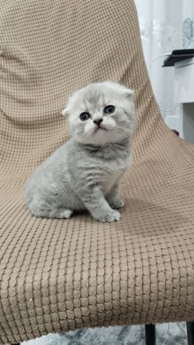 Скоттиш фолд (девочка)