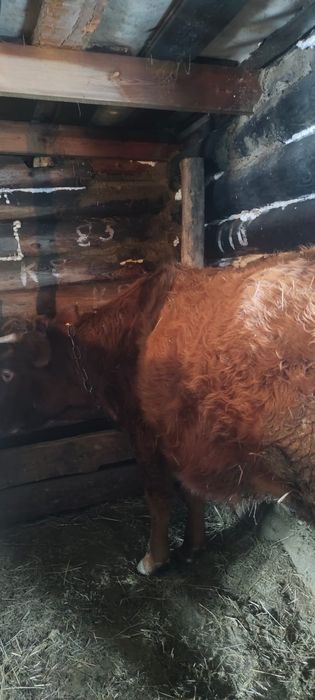 срочно продам трёхлетка тёлка