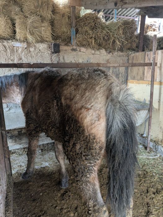 Лошадь байтал 2 жасар жас