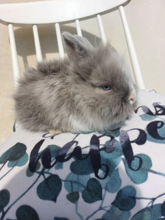 Iepuri teddy pitic, 6 saptamani