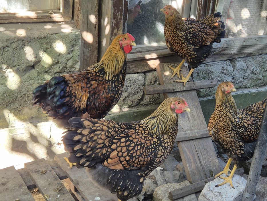 Wyandotte GSG puicute si cocosi