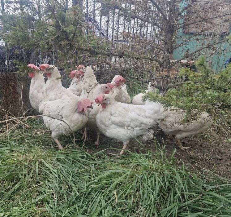 Продаем кур  несушек