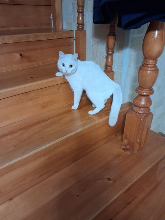 Шотландский  вислоухий мальчик
