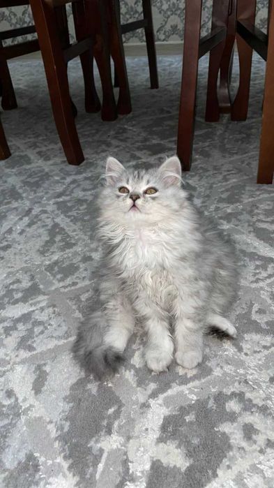 продается кошка 3,5 месяца