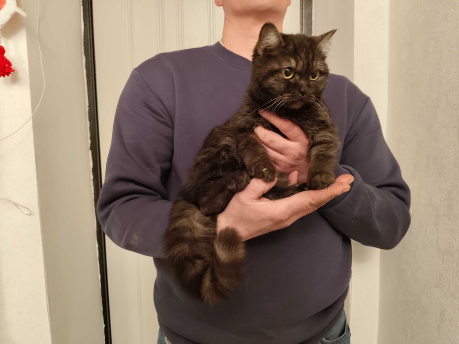 Котенок, девочка - 6 месяцев.