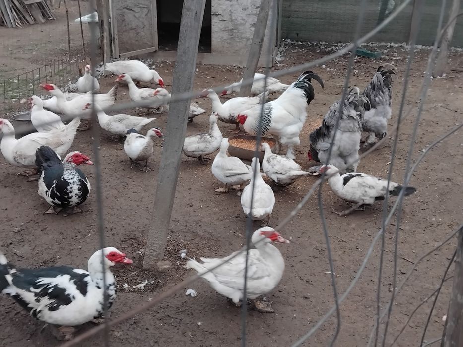 Cocoși Brahma și oua de rata muta