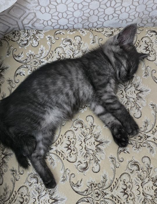 Котёнок ищет дом.
