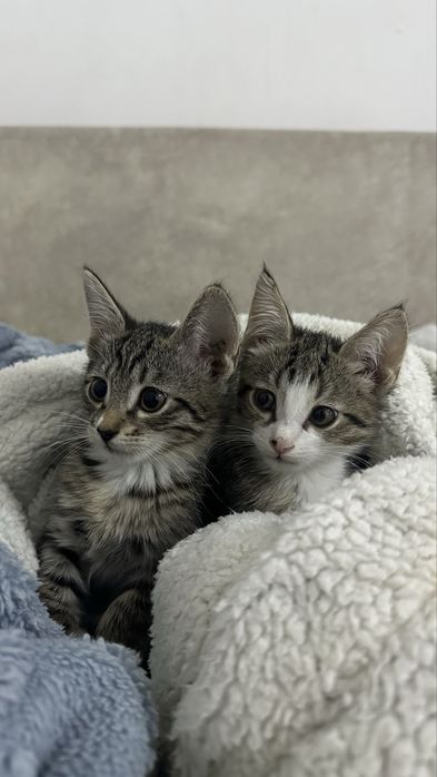 Котенок 1.5 меясца