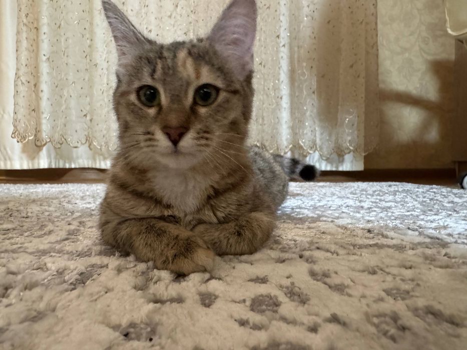 Кошечка срочно отдам в добрые руки