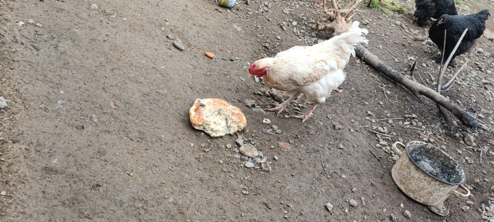 Қораз, әтеш, петух