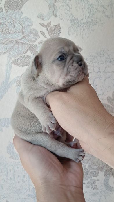 Лиловые французские бульдоги