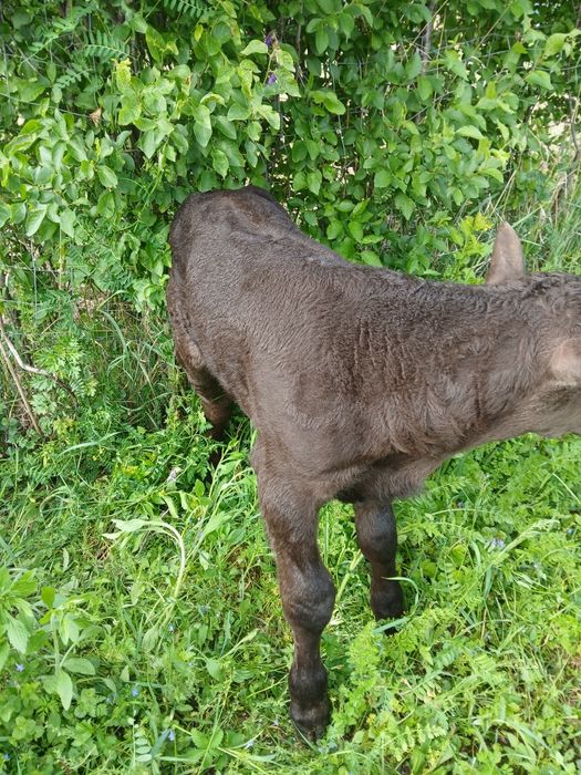 Vand vaca de 10 ani cu tauras august fatata de 3 zile