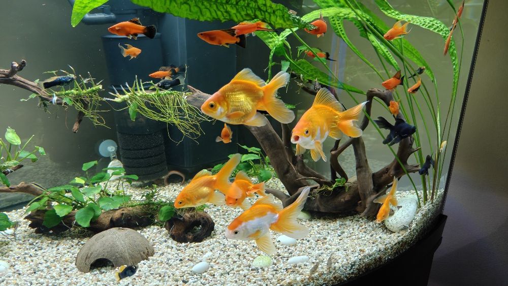 Vand carasi aurii / faintail goldfish