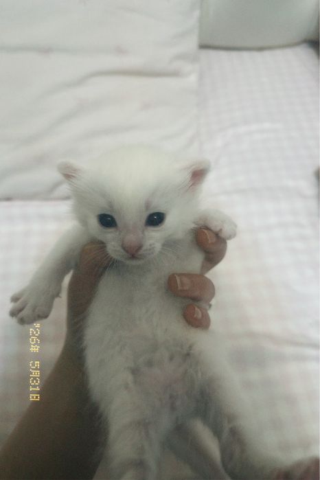 Котята без породы белые