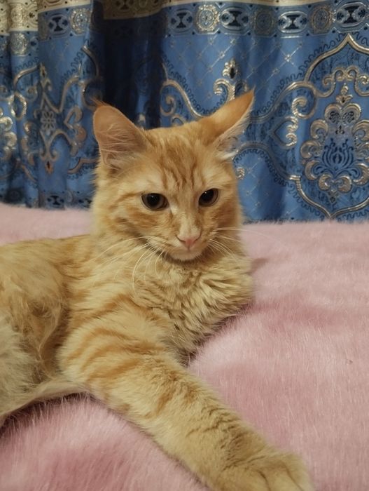 Бесплатно, котенок